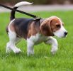 Four Paws Cotton Web Dog Training Lead 10' Long x 5/8"W Black - 1 count