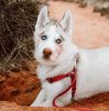 Coastal Pet New Earth Soy Comfort Wrap Dog Harness Cranberry Red - Large - 1 count