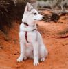 Coastal Pet New Earth Soy Comfort Wrap Dog Harness Cranberry Red - Large - 1 count