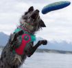 Coastal Pet Pro Reflective Mesh Dog Harness Fuchia with Teal 1" - Medium