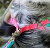 Coastal Pet Pro Reflective Mesh Dog Harness Fuchia with Teal 1" - Medium
