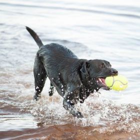 KONG Air KONG Squeakers Football - Medium - 5" Long (For Dogs 20-45 lbs)