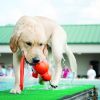 KONG Water Wubba Dog Toy - Large